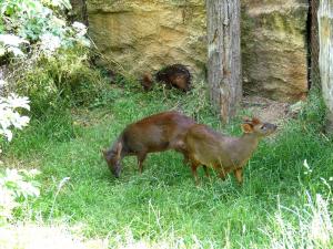 Pudu du Chili