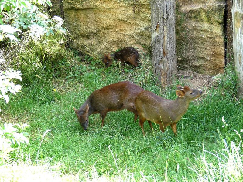 Pudu du Chili - 2023