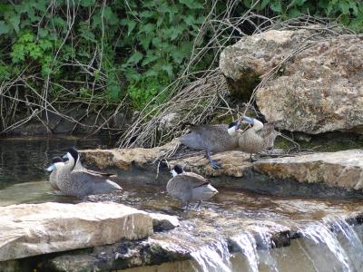 Sarcelle de la puna - 2023