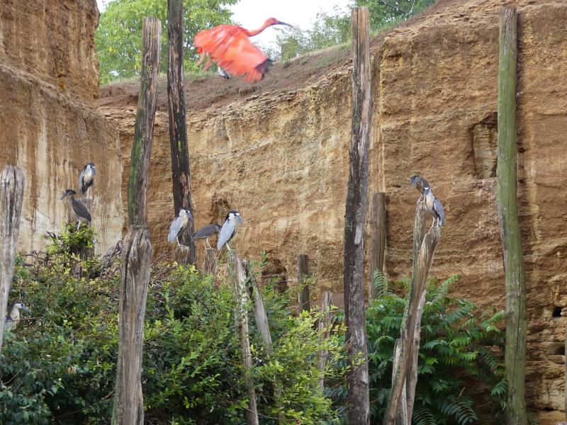 Savacou huppé - 2023