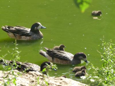 Siffleur du Chili - 2023