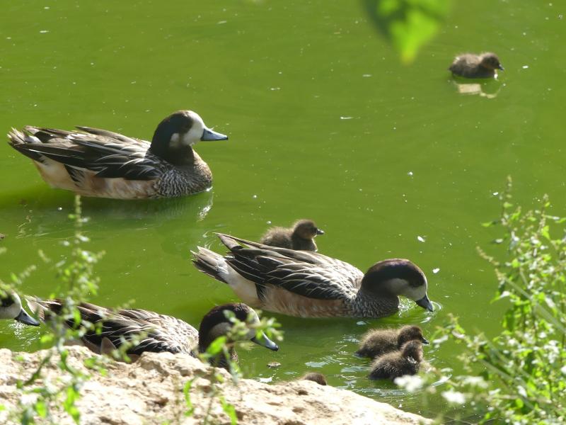 Siffleur du Chili - 2023