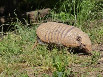 Tatou à 6 bandes - 2023