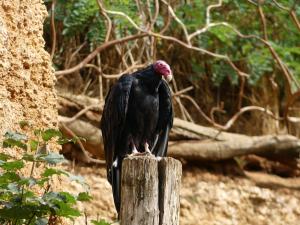 Vautour à tête rouge