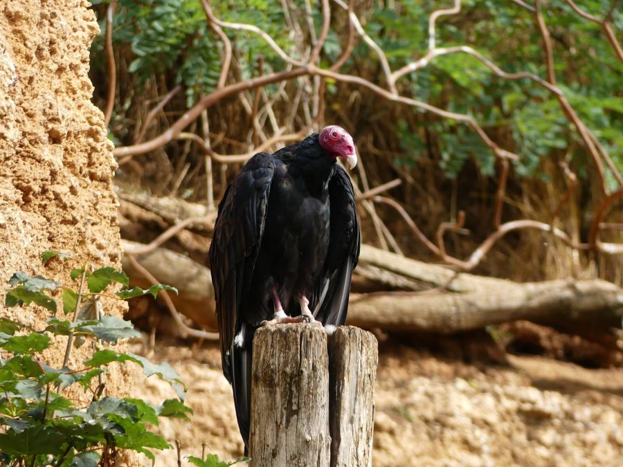 Vautour à tête rouge