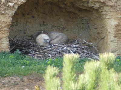 Vautour fauve - 2023