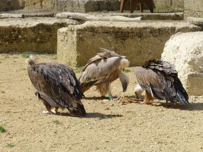 Vautour fauve - 2023