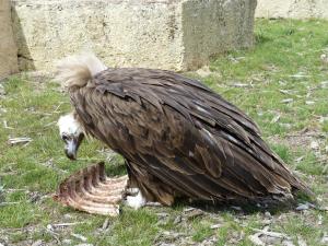 Vautour fauve