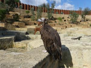 Vautour moine