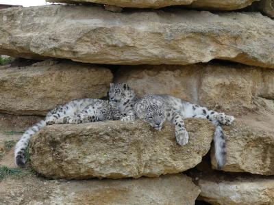 Panthère des neiges - 2023