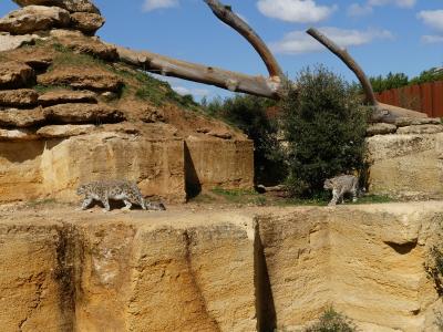 Panthère des neiges - 2023