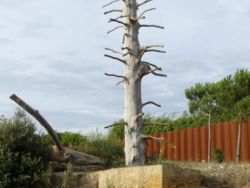 Panthére des neiges - 2023