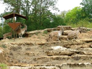 Markhor