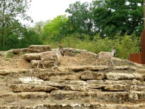 Markhor