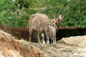 Markhor