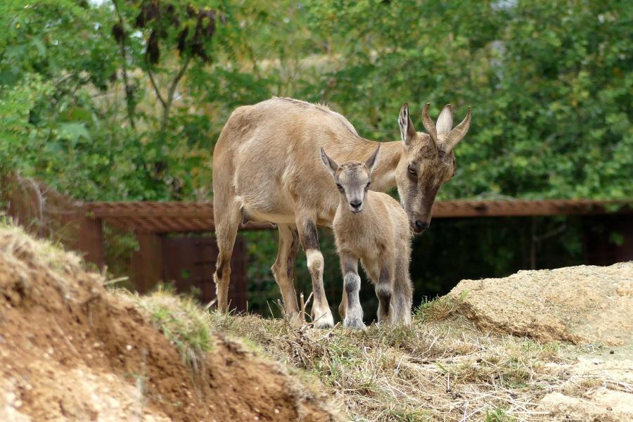 Markhor