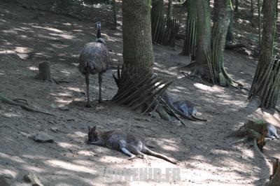 Wallaby - Emeu - 2011