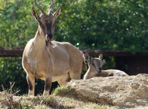 Markhor