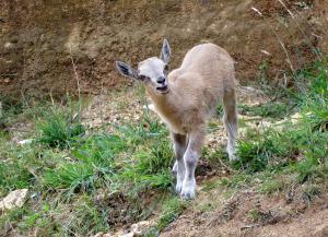 Markhor