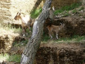 Markhor