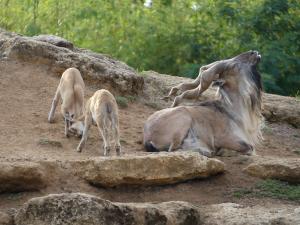 Markhor