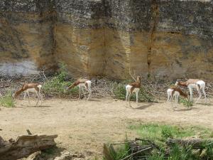 Gazelle dama