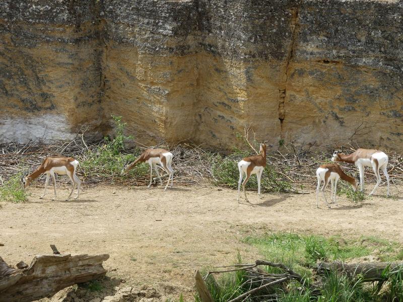 Gazelle dama