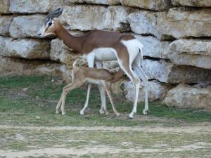 Gazelle dama