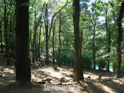 Wallaby de Bennett - Emeu - 2011