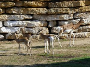 Gazelle dama