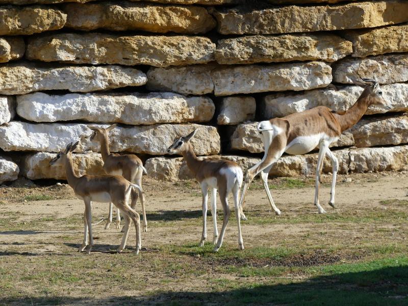 Gazelle dama