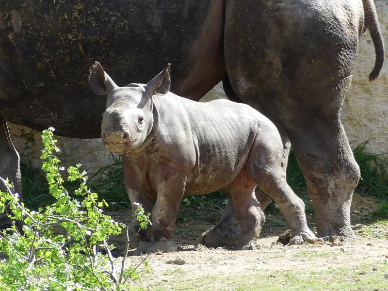 Rhinocéros noir