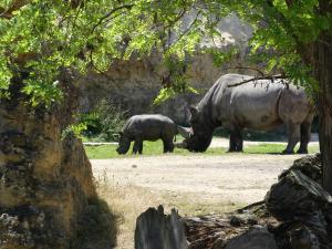 Rhinocéros noir