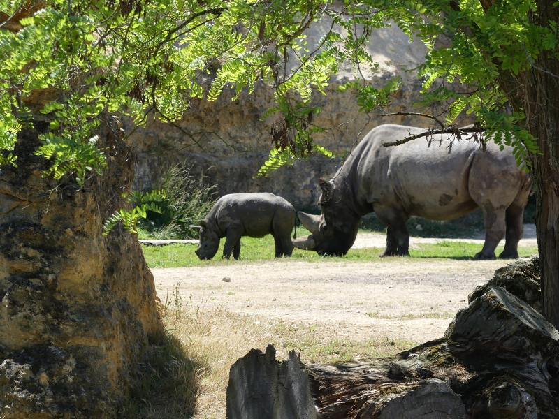 Rhinocéros noir