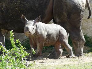 Vallée des rhinocéros