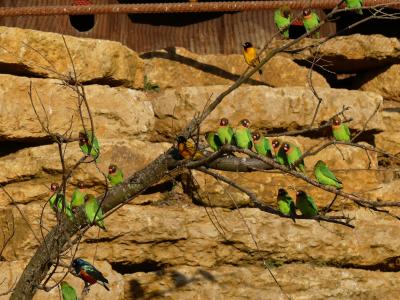 Volière africaine - 2023