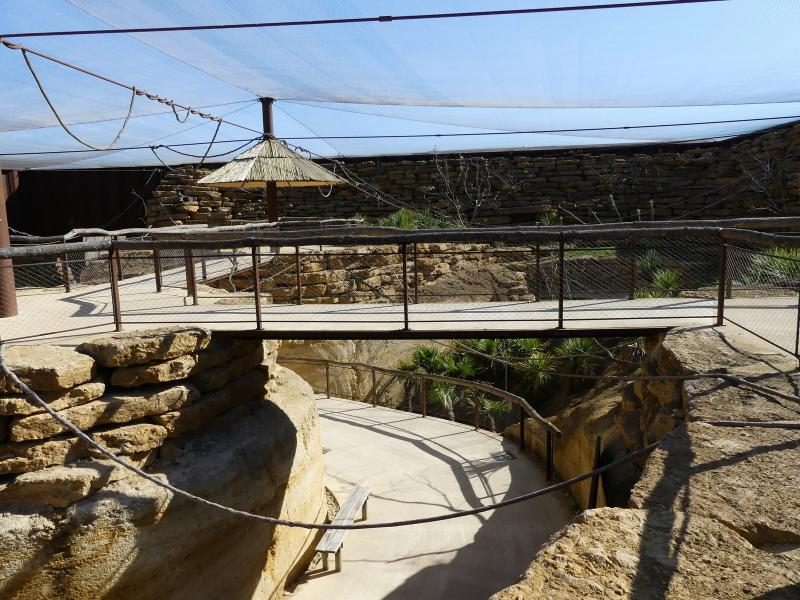 Volière africaine - 2023