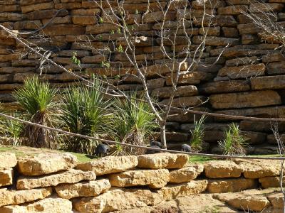 Volière africaine - 2023