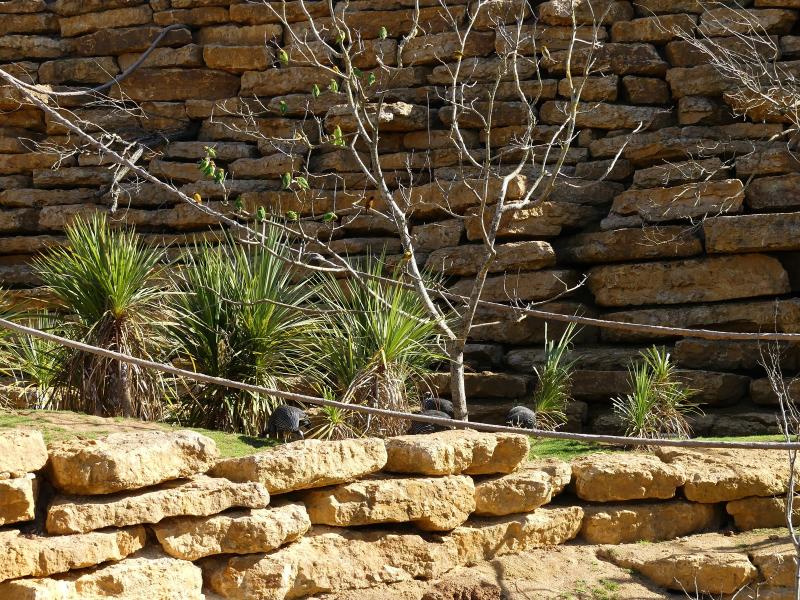 Volière africaine - 2023