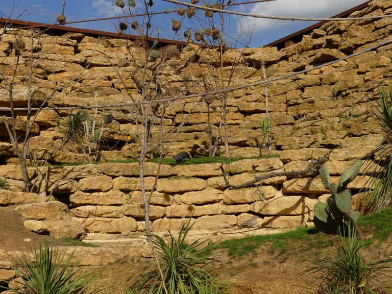 Volière africaine - 2023