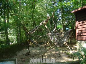 Cacatoés des Moluques