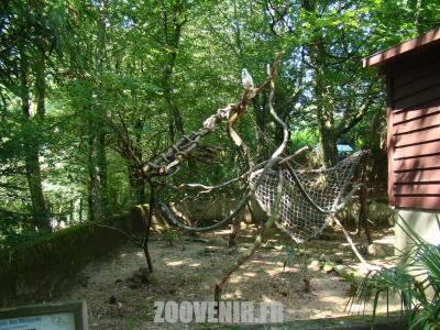 Cacatoés des Moluques - 2011