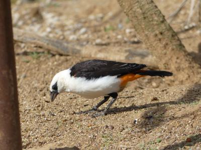Alecto à tête blanche - 2023