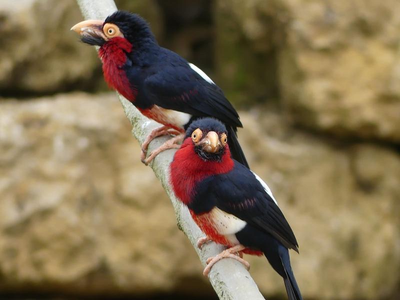 Barbican à ventre rouge - 2023