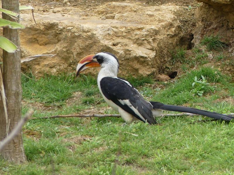 Calao de Decken - 2023