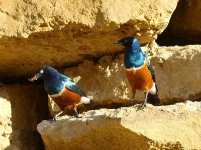 Choucador superbe - 2023