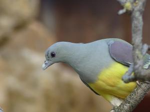 Colombar waalia