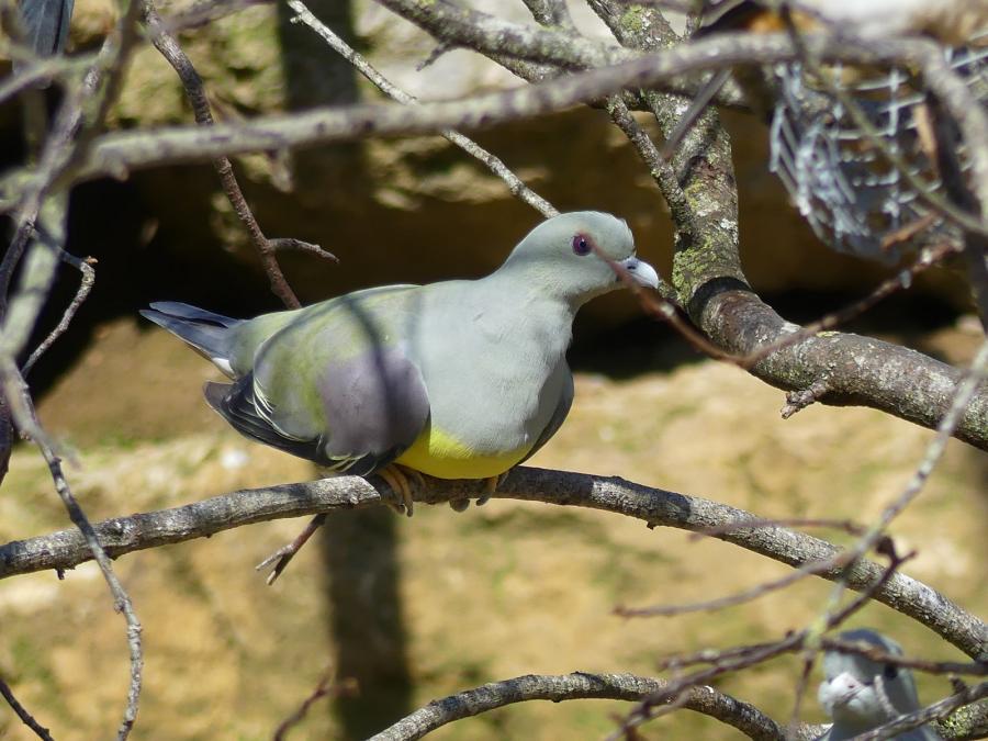 Colombar waalia