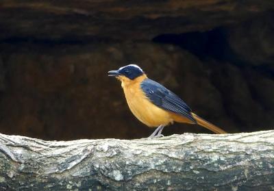 Cossyphe à calotte neigeuse - 2023