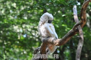 Cacatoès des Moluques